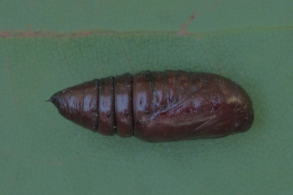 Bruco di... Orthosia gracilis (Noctuidae)